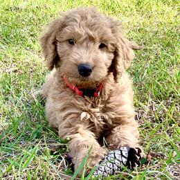 French Bulldog, Goldendoodle, and Golden Retriever Puppies from Crystal Coast Kennels, LLC