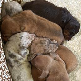 Dachshund Puppies from Finleys Babies