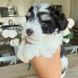 Apollo - Parti male Miniature Schnauzer puppy in Bluffdale, Utah from Mountain Point Schnauzers
