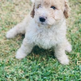 Australian Mountain Doodle, Bernedoodle, and Goldendoodle Puppies from Wynterwood Doodles
