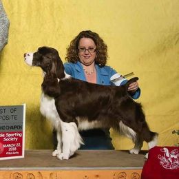 Jewel - English Springer Spaniel