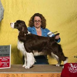 Jewel - English Springer Spaniel