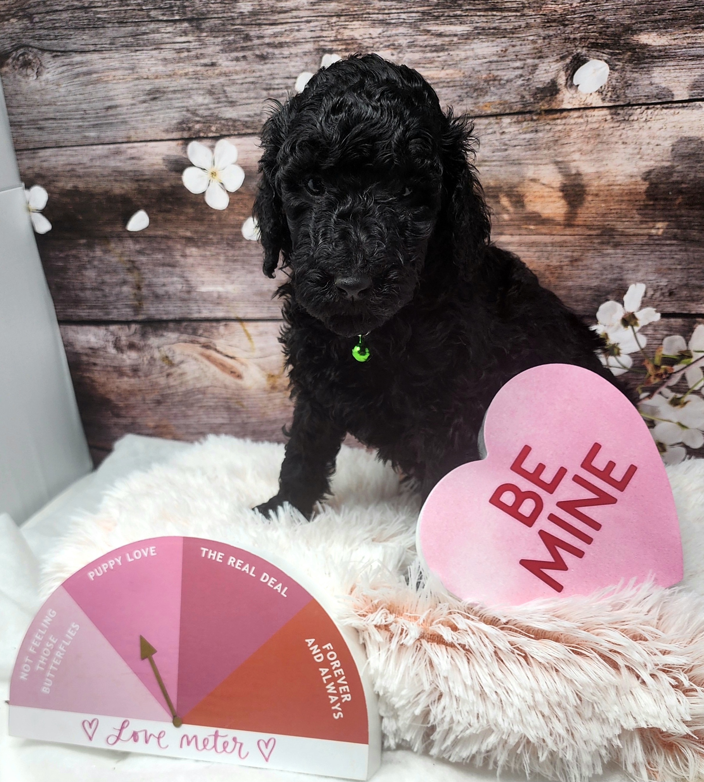 Green Collar Boy - Black Poodle puppy in Selinsgrove, Pennsylvania from Poodle Paws and Puppies