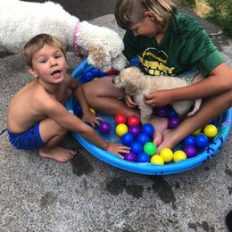 Goldendoodle Puppies from Diamond-Doodles