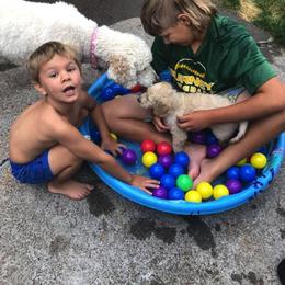 Goldendoodle Puppies from Diamond-Doodles