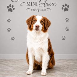 Ginger - Red tri female Miniature Australian Shepherd puppy in Florida from All Champions Mini Aussies & ABW Great Danes