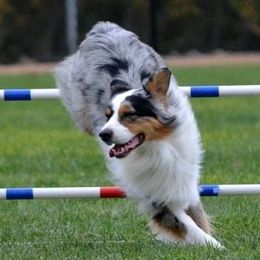 Australian Shepherds from No Boundaries Aussies
