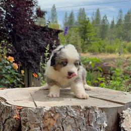 Talen - Blue merle male Miniature Australian Shepherd puppy in Shingletown, California from Whiskeytown Aussies