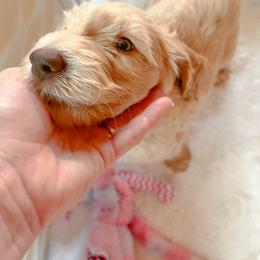 Goldendoodle Puppies from Lundee Doodles