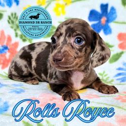 ROLLS ROYCE - Dapple male Dachshund puppy in Columbia, Louisiana from Diamond 5R Ranch AKC & CKC Miniature Dachshunds