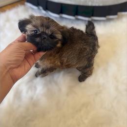 AKC Butters - Gold male Shih Tzu puppy in Los Angeles, California from LUXURY PAWS