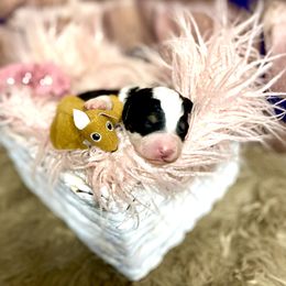 Bernedoodle and Cavapoo Puppies from Sugar Doodles Pups