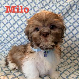 Milo - Liver and white male Shih Tzu puppy in Hemet, California from Aloha Shih Tzu