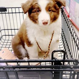 Border Collie Puppies from Beloved Border Collies