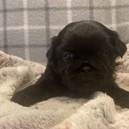 Shih Tzu Puppies from AKC Shih Tzu Champion Line Puppies