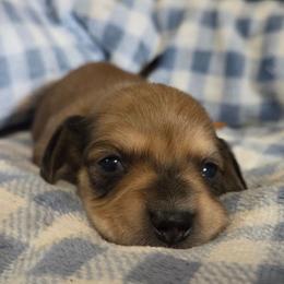 Henrietta - Red female Dachshund puppy in Cowen, West Virginia from Bennett Babies