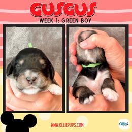 Gus Gus (Green) - male Golden Mountain Doodle puppy in Boiling Springs, South Carolina from OlliePups, LLC
