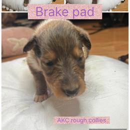 Brake pad - Sable female Collie puppy in Saginaw, Michigan from DJ Critter Cove