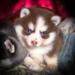 Pixie Micro Toy Charting 6-8lbs - Red and white female Pomsky puppy in Perkins, Oklahoma from A-Dream Pomsky Kennel