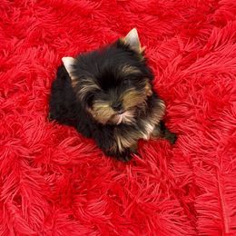 Yorkshire Terrier Puppies from The Royal Yorkie Den LLC