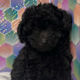 Shadow - Black male Poodle puppy in Fairburn, Georgia from The Real Dog Breeders of Atlanta (peachy poodles)
