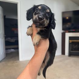 AKC Beauty - Black and cream female Dachshund puppy in Fredericksburg, Indiana from Blue River Mini Dachshunds