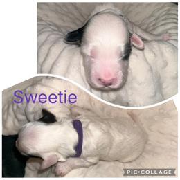 Portuguese Water Dog Puppies from Purely Opal