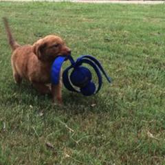 Chesapeake Bay Retriever Puppies from Monarch Chesapeakes