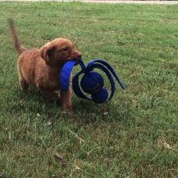 Chesapeake Bay Retriever Puppies from Monarch Chesapeakes