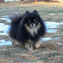 Chase - Pomeranian