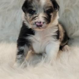 Border Collie Puppies from Borderline Kennels