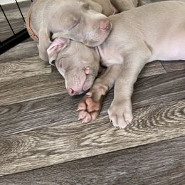 Weimaraner Puppies from Baird Weims - AKC registered