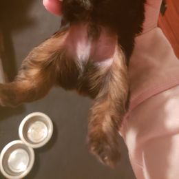 Yorkshire Terrier Puppies from Rocketeer Yorkies