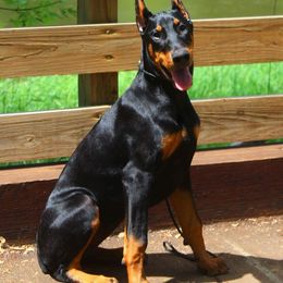 Doberman Pinscher Puppies from Rockhill Dobermans
