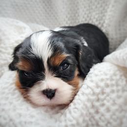Buster - Tri-color male Cavalier King Charles Spaniel puppy in Salisbury, North Carolina from Nanny Bugs Pups