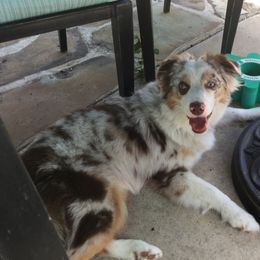 Dolly - Miniature Australian Shepherd