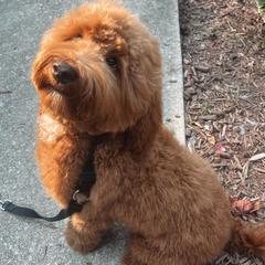 Bennett - Goldendoodle