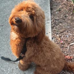 Bennett - Goldendoodle