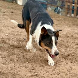 Breeze - Border Collie