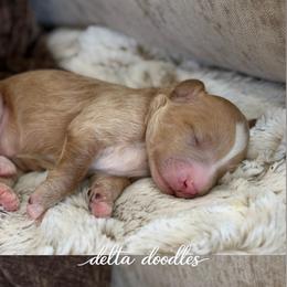 Brown collar - Caramel male Labradoodle puppy in Clovis, California from Delta Doodless