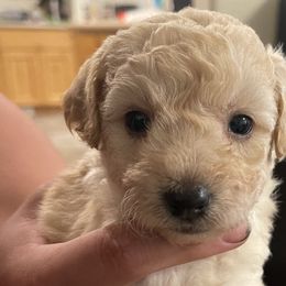 Girl 5 - Cream Goldendoodle puppy in Hurricane, Utah from Dancing Doodles