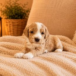 River - Red  female Goldendoodle puppy in Floyd, Virginia from Hearts and Paws Poodles and Doodles