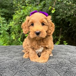 Faye - Red female Australian Labradoodle puppy in Rochester, Michigan from Monarch Labradoodles