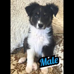 Boy-4 - Black & white male Australian Shepherd puppy in Yakima, Washington from Luna's Australian Shepherd