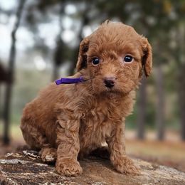 Sugar Plum - Red  female Goldendoodle puppy in Pittsburg, Texas from Grace Springs Goldendoodles