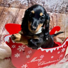 Hazel - Black and tan female Dachshund puppy in Bennett, North Carolina from Cherished Dachshunds