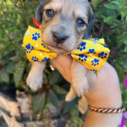 Shaded cream dapple boy - Dapple male Dachshund puppy in Payette, Idaho from NT Mini Doxies