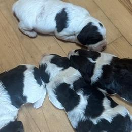 English Springer Spaniels from Gunner Spaniel
