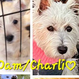 West Highland White Terriers from Love a Westie