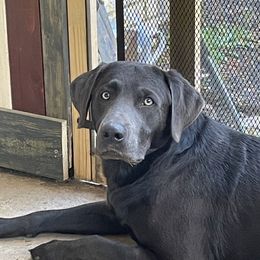 Dakota - Dilute Retriever